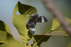 Lyropteryx terpsichore