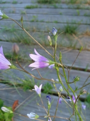 Campanula patula