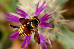 Rhodanthidium infuscatum