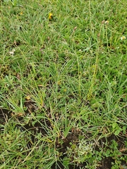 Carex curvula