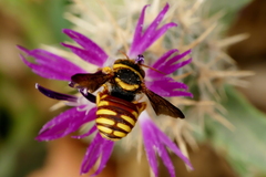 Rhodanthidium infuscatum