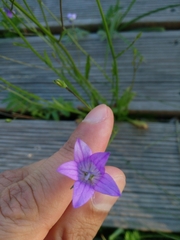 Campanula patula
