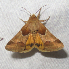 Schinia jaguarina