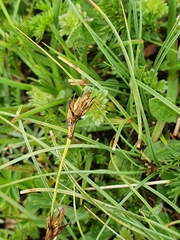 Carex curvula