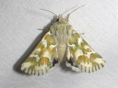 Schinia meadi