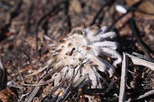 Drosera derbyensis