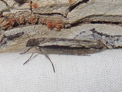 Ypsolopha flavistrigella