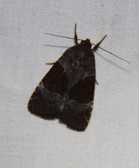 Hampsonodes mastoides