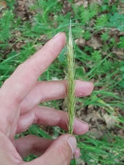 Hordelymus europaeus