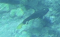 Microspathodon chrysurus