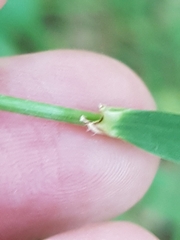 Hordelymus europaeus