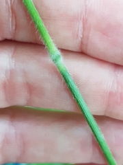 Hordelymus europaeus