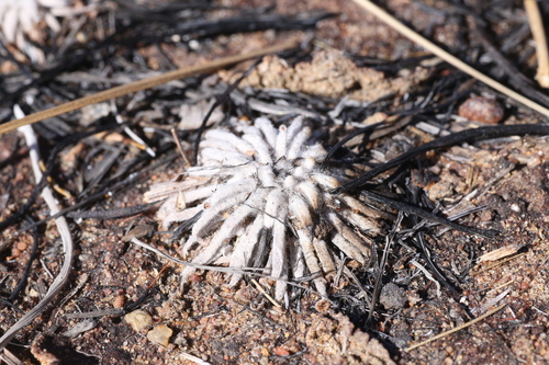 Drosera derbyensis
