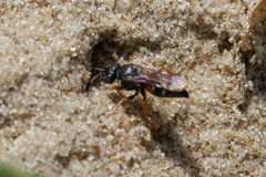 Nysson dimidiatus