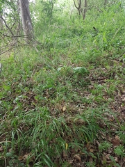 Hordelymus europaeus