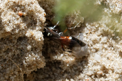 Alysson spinosus