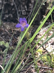 Penstemon linarioides