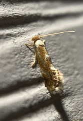 Philonome clemensella