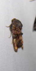 Euplexia triplaga