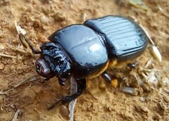 Passalus