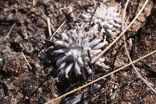 Drosera derbyensis