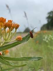 Tetraopes quinquemaculatus