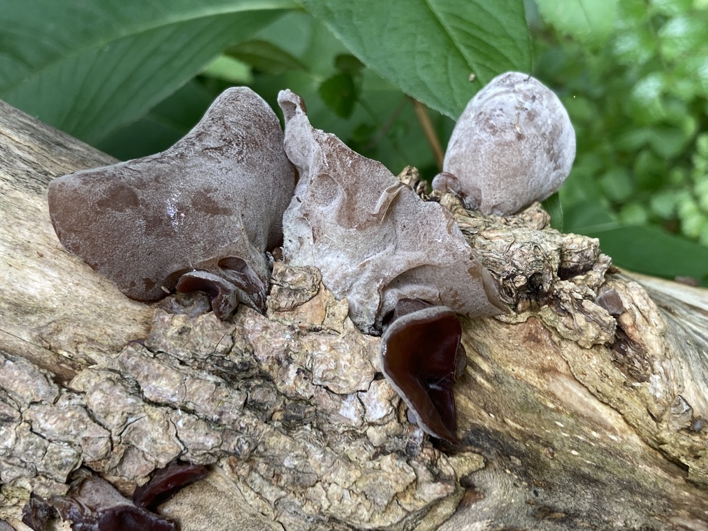Wood ear fungi from Great Falls Park, Fairfax County, USVA, US on July