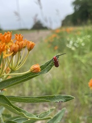 Tetraopes quinquemaculatus