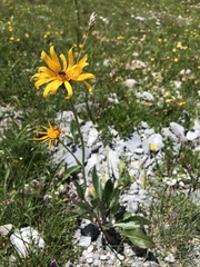 Senecio doronicum
