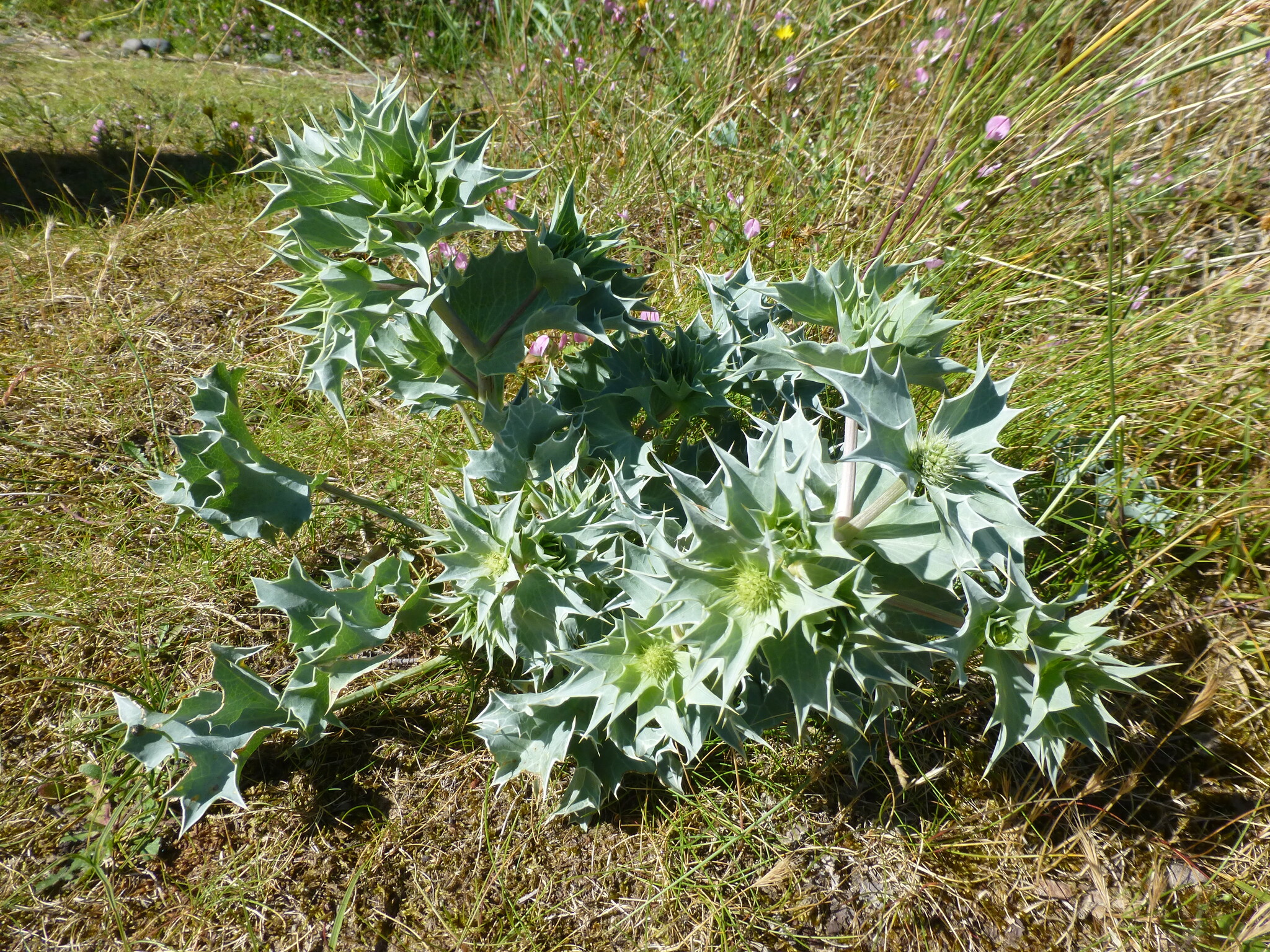 Sea Holly (Eryngium maritimum) · iNaturalist
