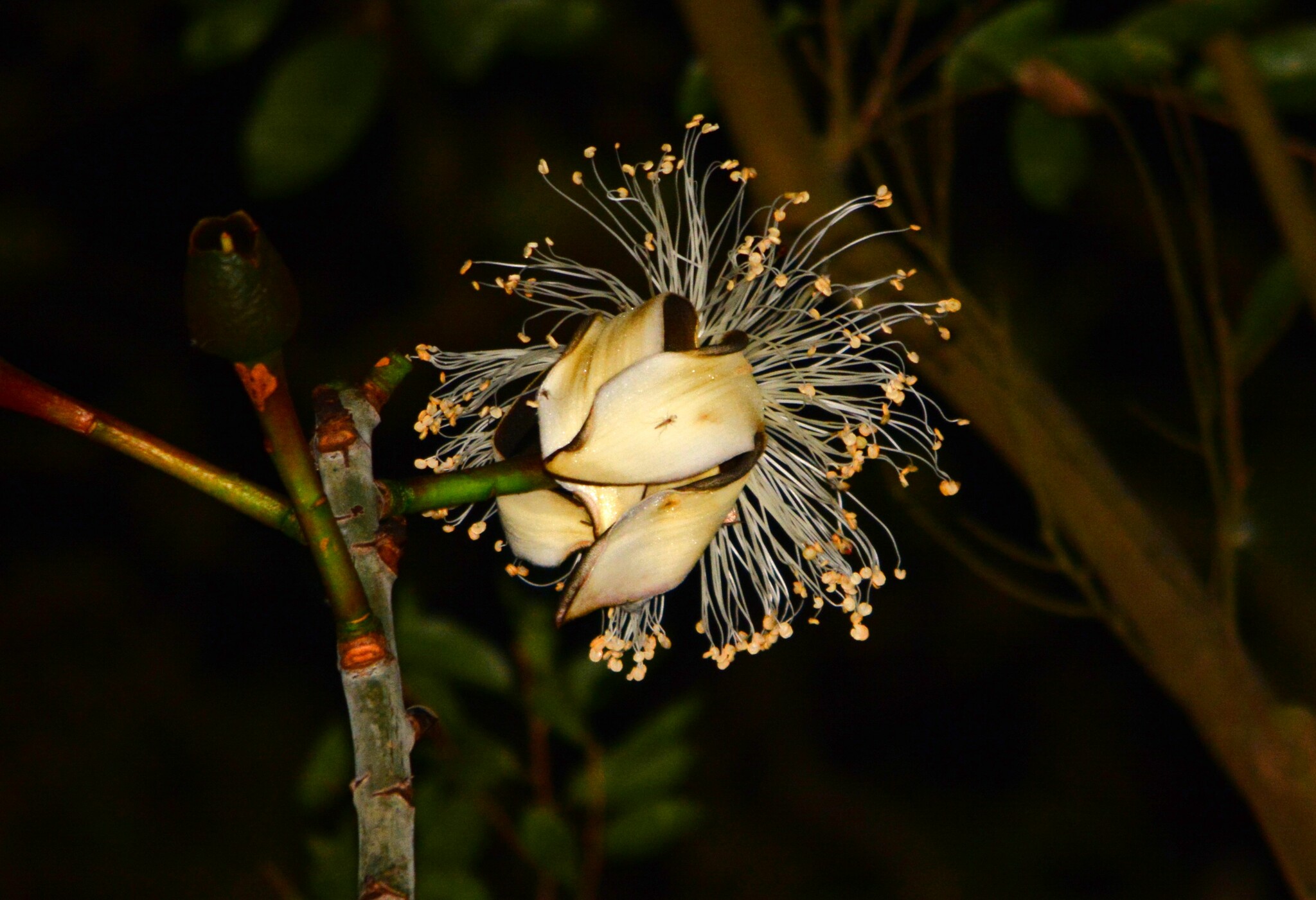 Pseudobombax grandiflorum