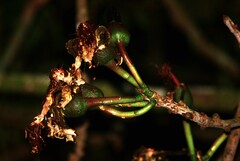 Pseudobombax grandiflorum
