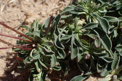 Silene otites
