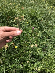 Phleum hirsutum
