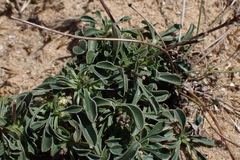 Silene otites
