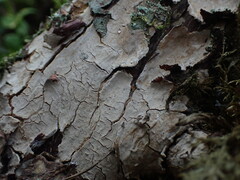 Amylostereum laevigatum