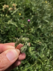 Phleum hirsutum
