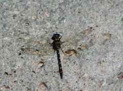 Macrothemis celeno