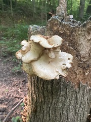 Pleurotus citrinopileatus
