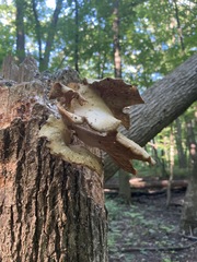 Pleurotus citrinopileatus