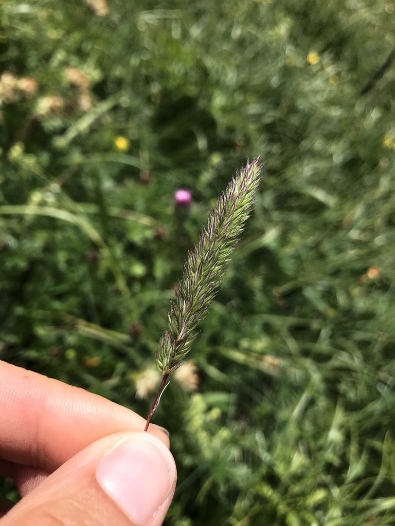 Hairy Cat's-Tail