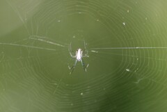 Leucauge regnyi