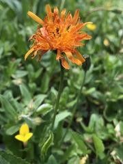 Crepis aurea