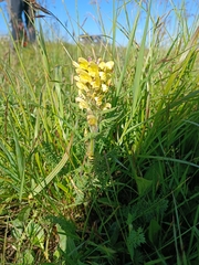 Pedicularis sibthorpii