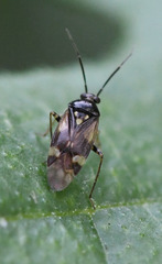 Orthops basalis