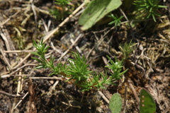 Scleranthus perennis
