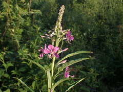 Chamaenerion angustifolium
