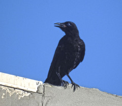 Corvus brachyrhynchos