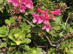 Rhododendron hirsutum