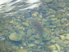 Lepomis gibbosus × macrochirus